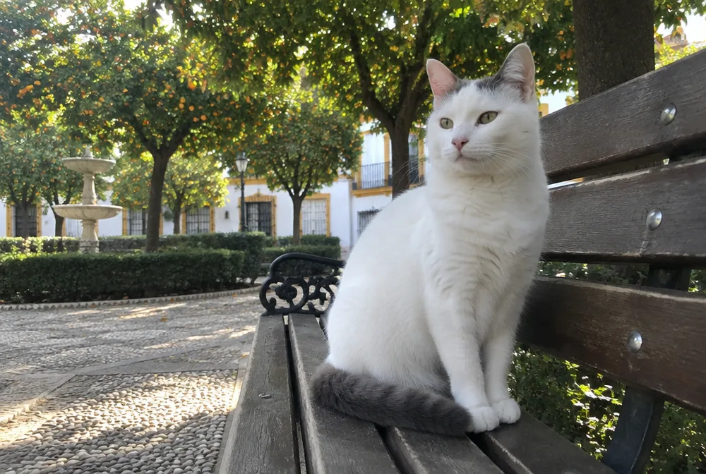 Gato blanco sentado en un banco de una plaza