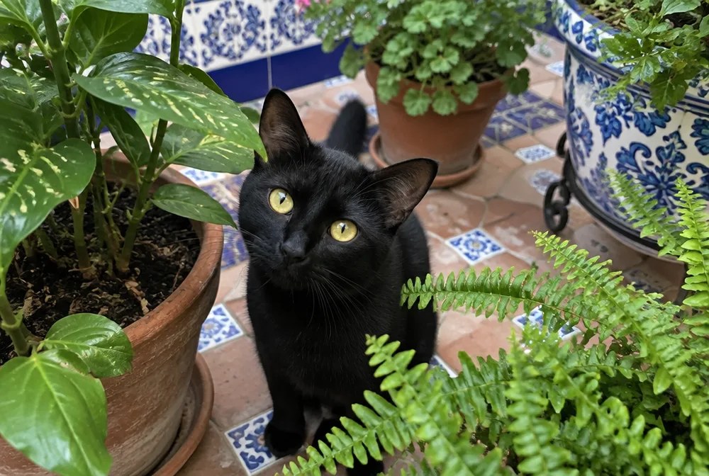 Gato negro entre las macetas de un patio andaluz