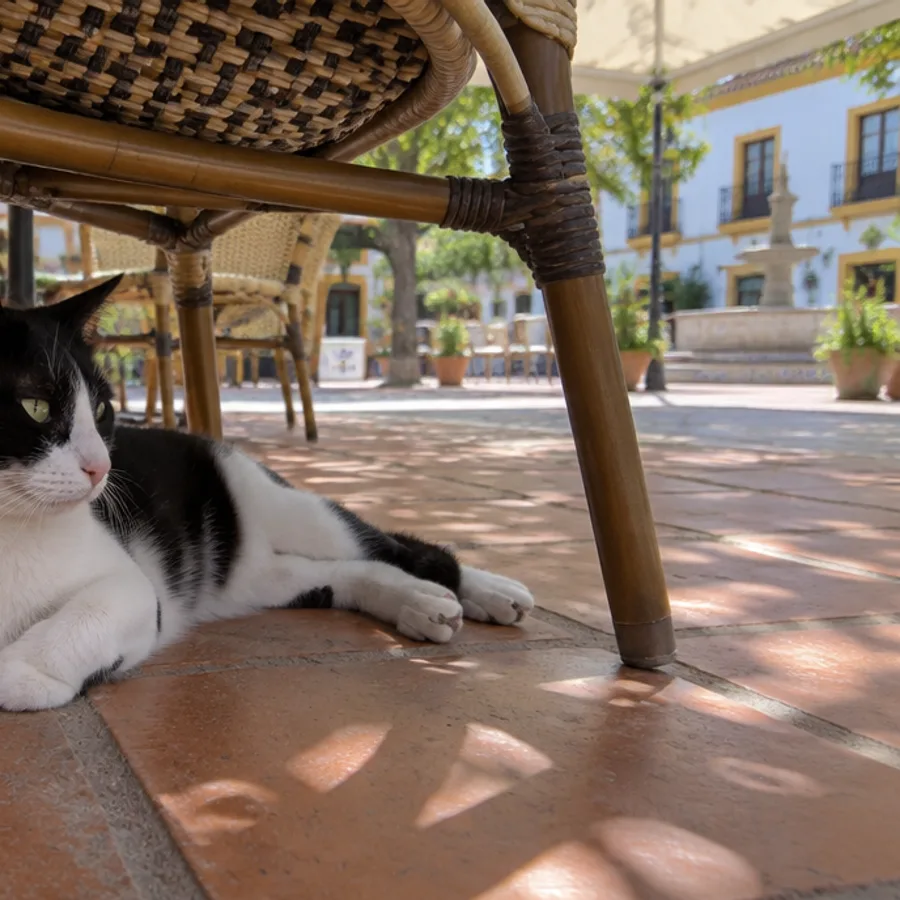 Gato blanco y negro bajo la silla de una terraza